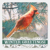 Kardinal vor dem Pine Tree Winter Siegel Quadratischer Aufkleber (Vorderseite)