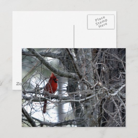 Kardinal-Wachwache Postkarte (Vorne/Hinten)