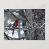 Kardinal-Wachwache Postkarte (Vorderseite)