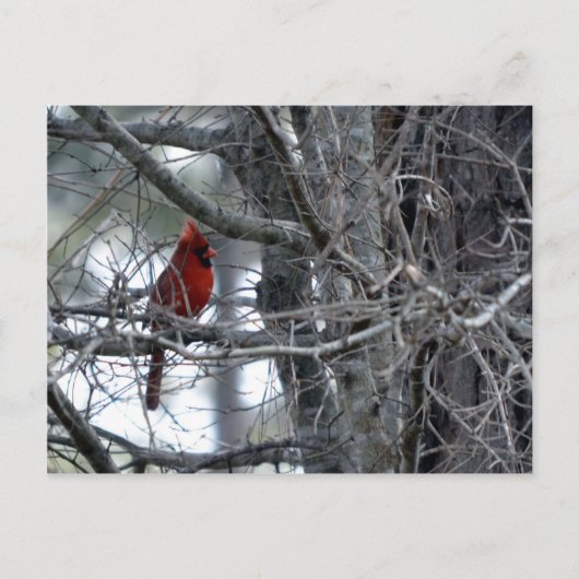 Kardinal-Wachwache Postkarte (Vorderseite)