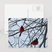 Kardinäle in einem Baum Postkarte (Vorne/Hinten)