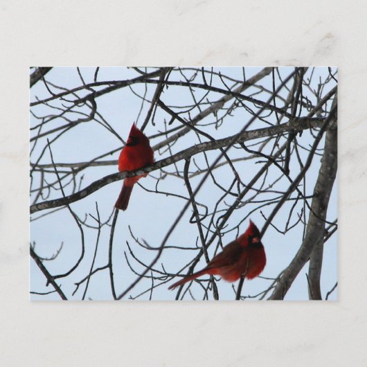 Kardinäle in einem Baum Postkarte (Vorderseite)