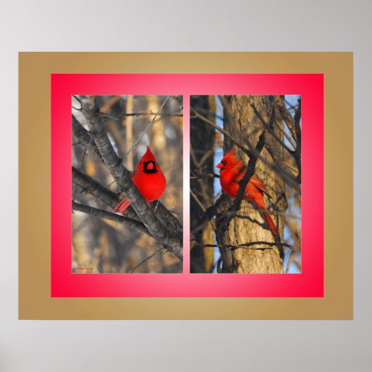 Kardinäle in einem "knackigen" Wintervormittag Poster (Vorne)