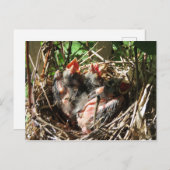 Kardinäle mit offenen Mäulern Postkarte (Vorne/Hinten)