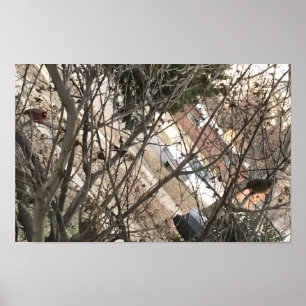Kardinäle Poster