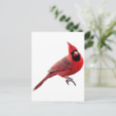 Kardinäle Postkarte (Stehend Vorderseite)