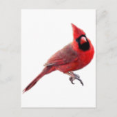 Kardinäle Postkarte (Vorderseite)