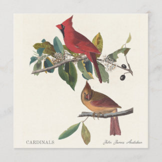 Kardinale von John James Audubon