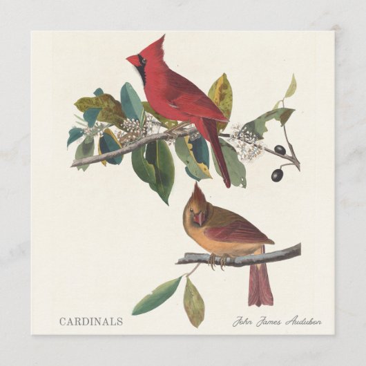 Kardinale von John James Audubon (Vorderseite)