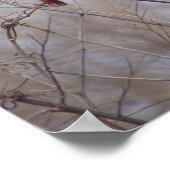 Kardinalfamilie Poster (Ecke)