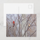 Kardinalfamilie Postkarte (Vorne/Hinten)