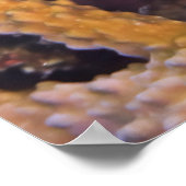 Kardinalfisch Poster (Ecke)