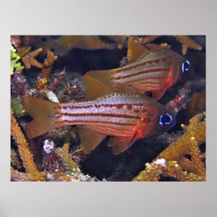 Kardinalfisch Poster