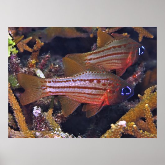 Kardinalfisch Poster (Vorne)