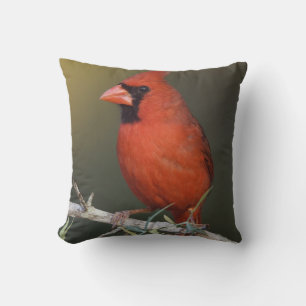 Kardinalkardinal, Cardinalis cardinalis, Männchen Kissen