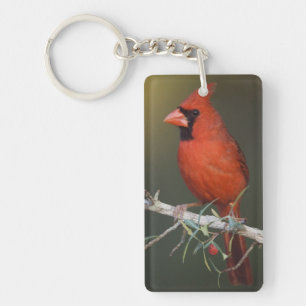 Kardinalkardinal, Cardinalis cardinalis, Männchen Schlüsselanhänger