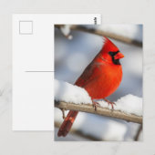 Kardinalkardinal Postkarte (Vorne/Hinten)