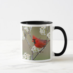 Kardinalkardinal Tasse
