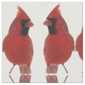 Kardinals-Gewebe Stoff (Nahaufnahme)