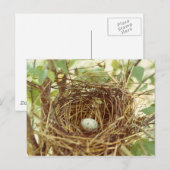 Kardinals Nest-Postkarte Postkarte (Vorne/Hinten)