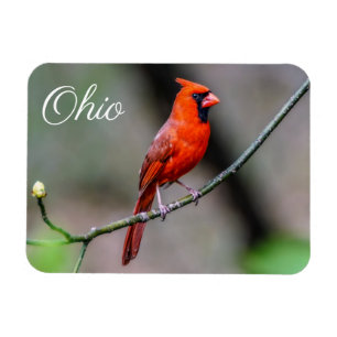 Kardinals-Ohio-Magnet Magnet