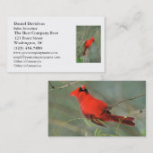 Kardinals-Vogel-Foto Visitenkarte (Vorne/Hinten)