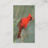 Kardinals-Vogel-Foto Visitenkarte (Rückseite)