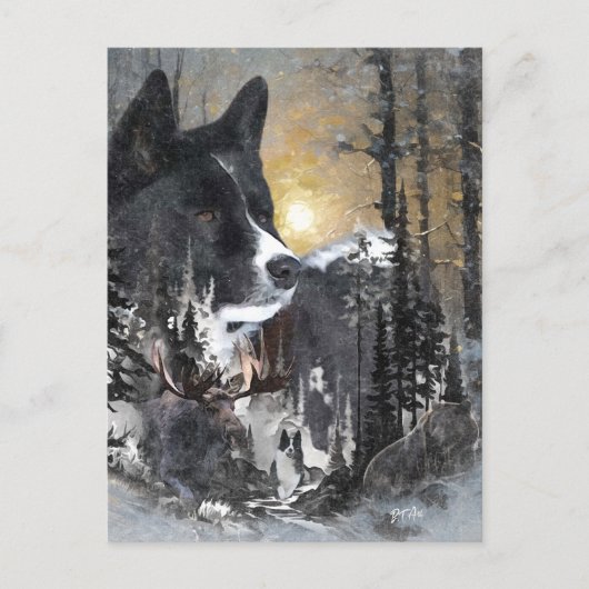 Karelian Bear Dog Postkarte (Vorderseite)