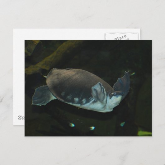 Karettschildkröte Postkarte (Vorne/Hinten)