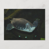 Karettschildkröte Postkarte (Vorderseite)