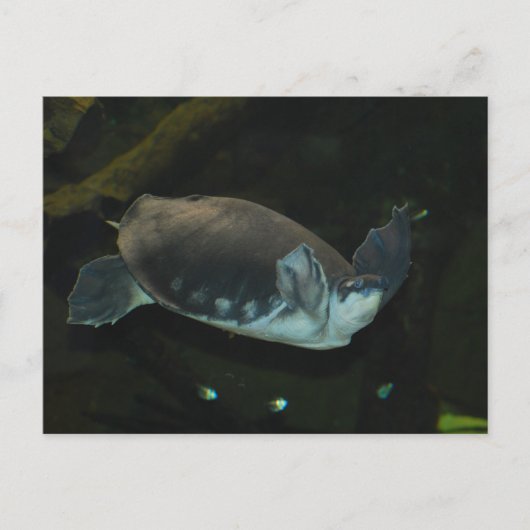 Karettschildkröte Postkarte (Vorderseite)