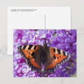 Karettschildkröten-Postkarte Postkarte (Vorne/Hinten)