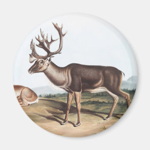 Karibik, American Rein Deer (Tarandus furcifer) Magnet