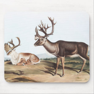 Karibik, American Rein Deer (Tarandus furcifer) Mousepad