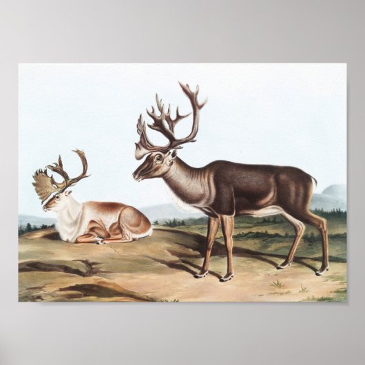 Karibik, American Rein Deer (Tarandus furcifer) Poster (Vorne)