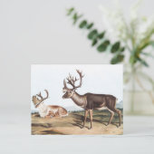 Karibik, American Rein Deer (Tarandus furcifer) Postkarte (Stehend Vorderseite)