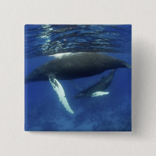 Karibik, Archipel der Großen Antillen, Button