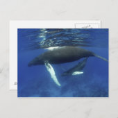 Karibik, Archipel der Großen Antillen, Postkarte (Vorne/Hinten)