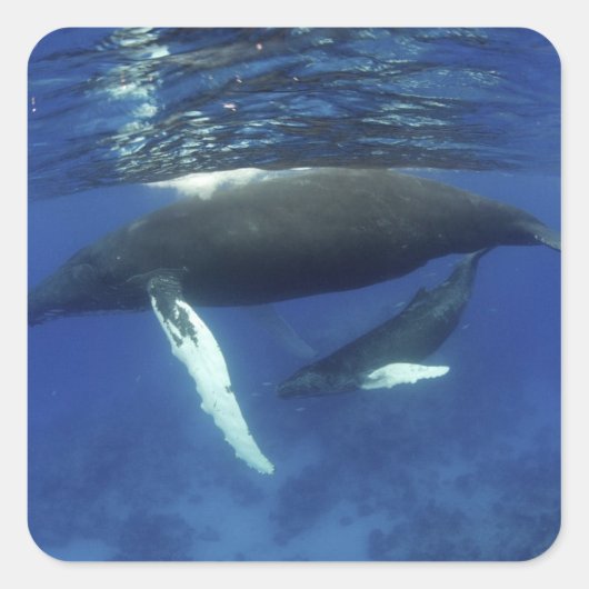 Karibik, Archipel der Großen Antillen, Quadratischer Aufkleber (Vorderseite)