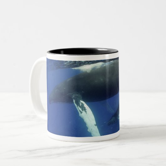 Karibik, Archipel der Großen Antillen, Zweifarbige Tasse (Vorderseite Links)