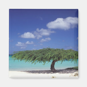 Karibik, Aruba. Adlerstrand Magnet