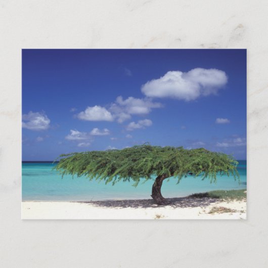 Karibik, Aruba. Adlerstrand Postkarte (Vorderseite)