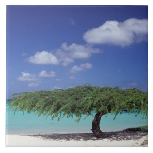 Karibik, Aruba. Eagle Beach Fliese (Vorderseite)