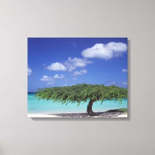 Karibik, Aruba. Eagle Beach Leinwanddruck (Vorderseite)
