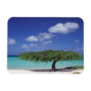 Karibik, Aruba. Eagle Beach Magnet