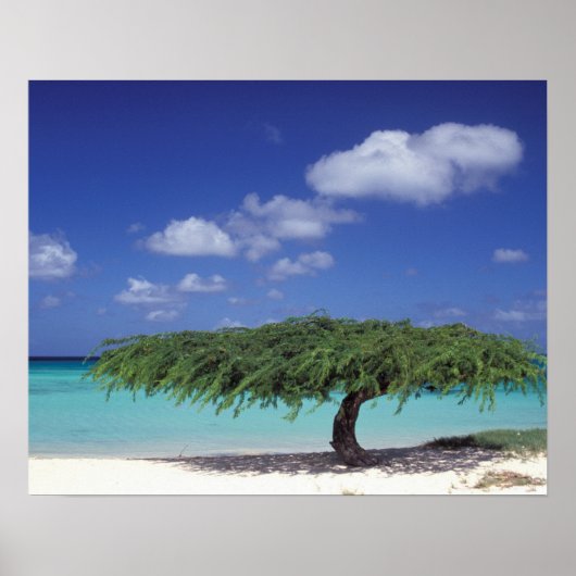 Karibik, Aruba. Eagle Beach Poster (Vorne)