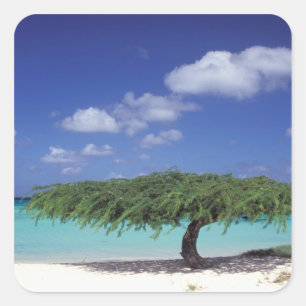 Karibik, Aruba. Eagle Beach Quadratischer Aufkleber