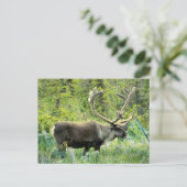 Karibik auf der Halbinsel Kenai, Alaska Postkarte (Stehend Vorderseite)