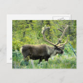 Karibik auf der Halbinsel Kenai, Alaska Postkarte (Vorne/Hinten)