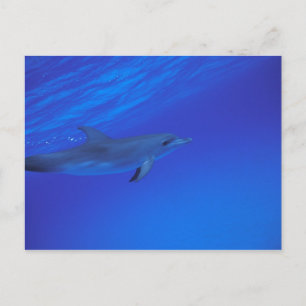 Karibik, Bahamas Tüpfeldelfin Postkarte